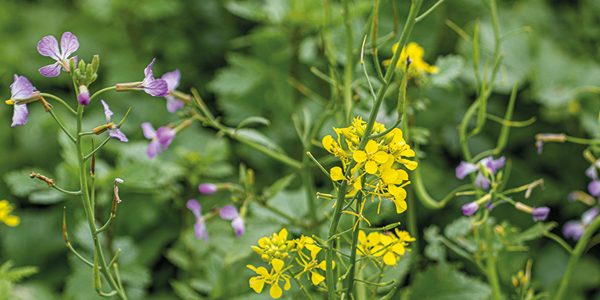 Water companies start taking cover crop benefits seriously