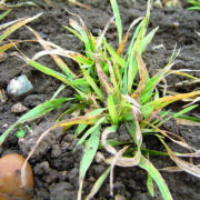 Beware of ‘green bridge’ when spraying off stale seedbeds
