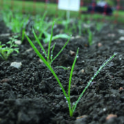 Project to reduce weed seeds post-harvest