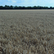 Decision to grow Mayflower pays off