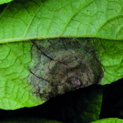 No blight efficacy concerns – but threat remains from Europe