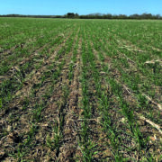 How biologicals support uptake of phosphate at peak demand