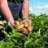 Potato processing giants switch to regenerative agriculture