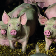 Pig levy hike ‘vital’ for producers
