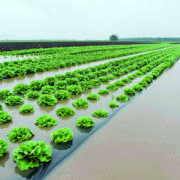 UK horticulture is at crossroads, say peers