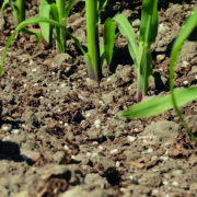 Soil health critical to environment and grower profitability