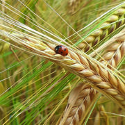 New tool makes it easier to plan pest management