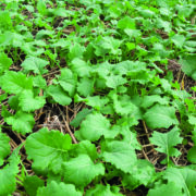 Consider boron in your rape crop this autumn