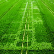 How stacked spray programme can tackle resistant ryegrass