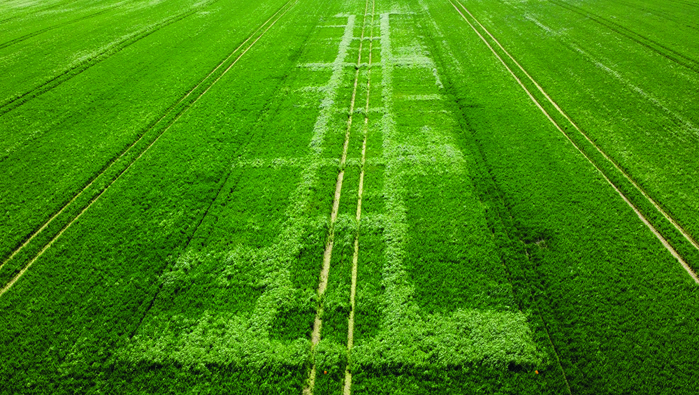 How stacked spray programme can tackle resistant ryegrass – Anglia ...