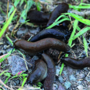 5 steps to tackle serious autumn slug threat