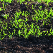 Best chance of survival for waterlogged cereal crops