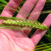 5 options when choosing spring barley