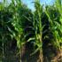 More maize growers switch to earlier maturing varieties
