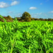Cover crop benefits ‘depend on destruction method’