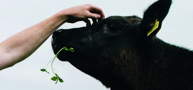 ‘Our livestock farm is good for the planet’