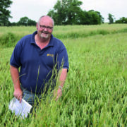 Spring cereals can create more options for grass weed control