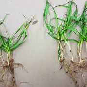 Focus on crop nutrition to build root mass