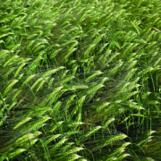 KWS prepares to launch its first hybrid barley in UK