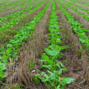 How companion crops reduce  pest damage in oilseed rape