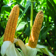 Why maize could be good arable option this spring