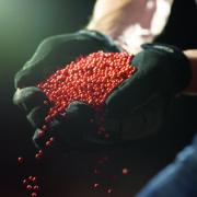 Next generation sugar beet ‘one step closer’