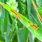 Integrated crop management ‘can maximise productivity’