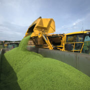 How satellite imagery could revolutionise pea harvest