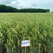 Renewed focus on hybrid rye in arable rotations