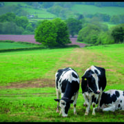 High Street help for farmers to invest in green energy