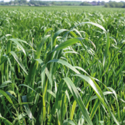 Act early to combat weeds this spring