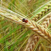 Latest arable pest management  tool unveiled