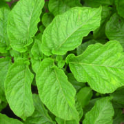 Emergency application granted against potato viruses