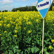 Pinnacle aims high this summer