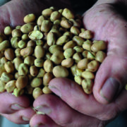 Pulse Pioneers seek top eastern region growers