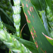 Green light for new cereal fungicide