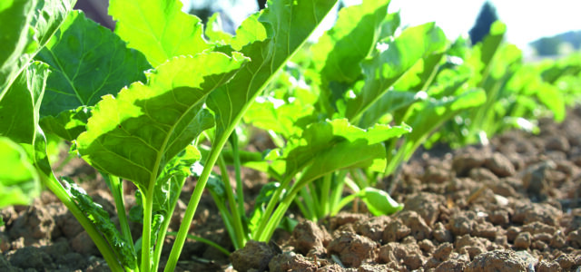 ‘Seek advice when ordering tolerant sugar beet varieties’