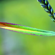 Caution urged when drilling early in autumn