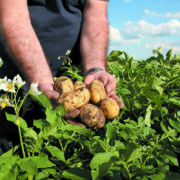 Three-step plan to maximise sprout control in potatoes