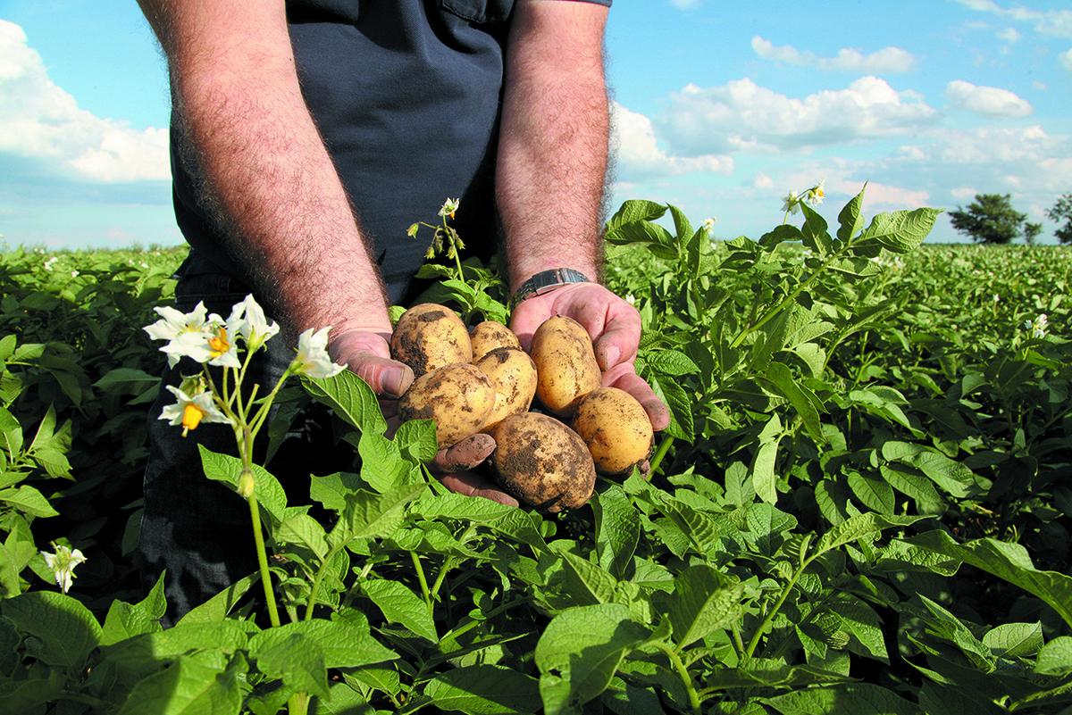 Three-step plan to maximise sprout control in potatoes – Anglia Farmer ...