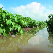 Retailers urged to relax potato requirements
