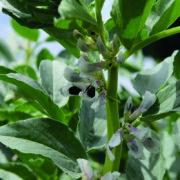 How to protect your pulse crops against disease risk