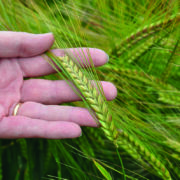 Spring barley gains full approval for malt distilling