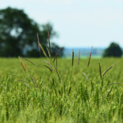 Blackgrass control: new threats prompt rethink