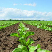 Positive changes benefit sugar beet growers