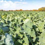 Border delays pose threat to crop trials