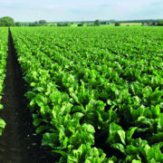 ‘Flexible and fair’ offer for sugar beet
