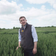 Revealed: Secret of success for late drilled second wheat