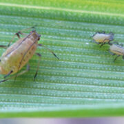 How best to tackle BYDV in cereals