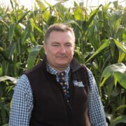 Early maturing maize set to become more popular